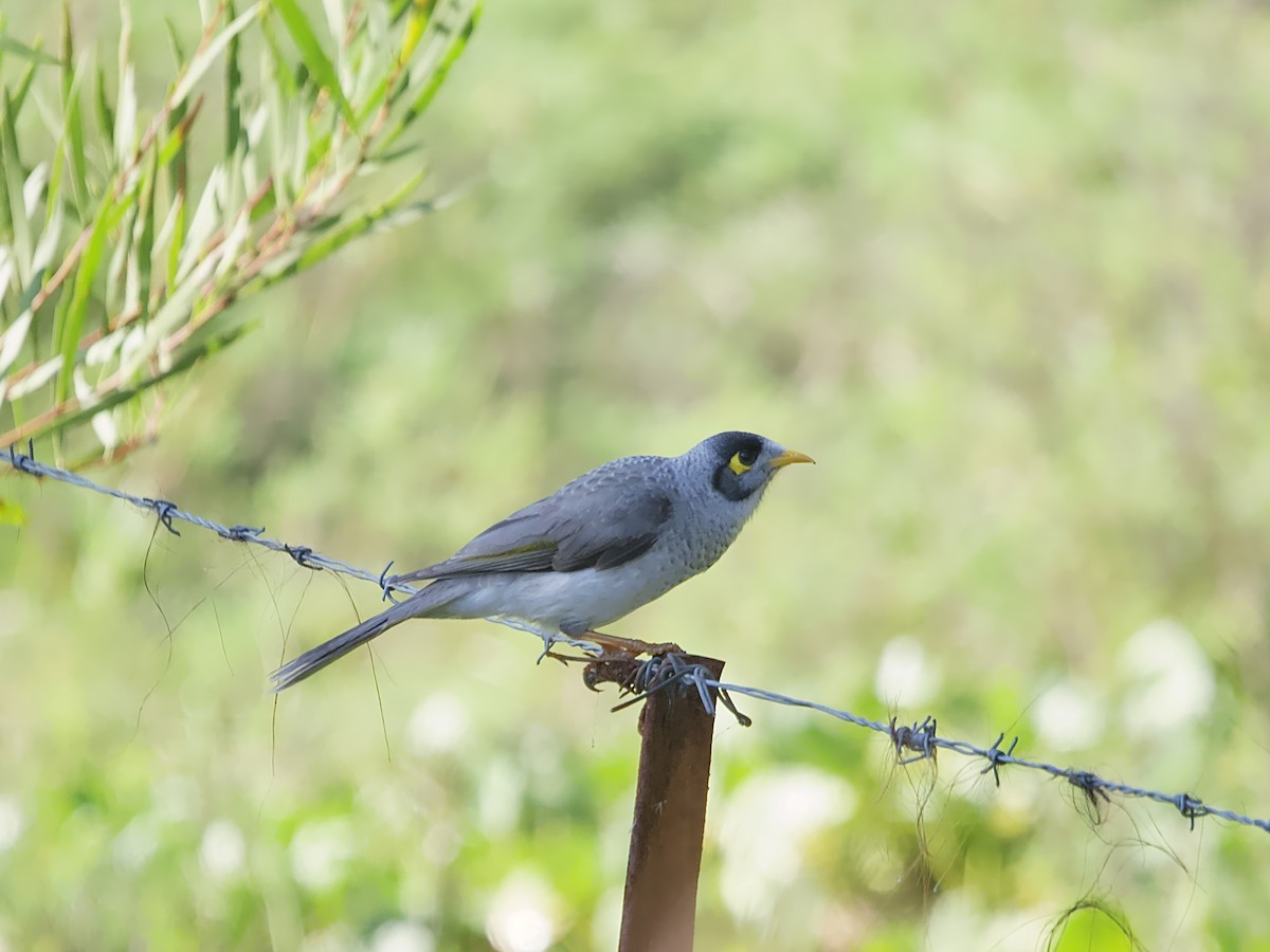 Noisy Miner - Allan Johns