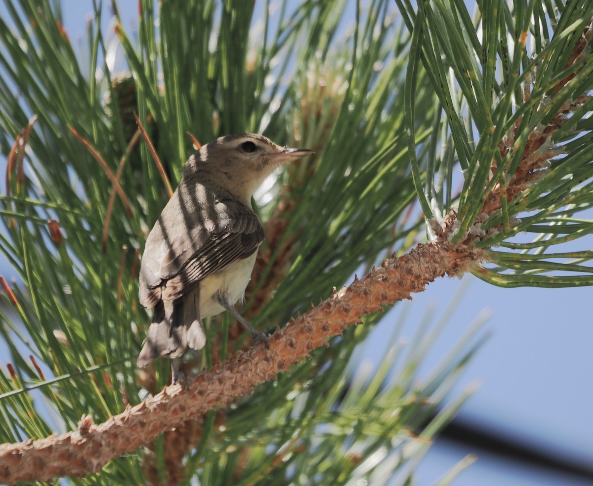 Warbling Vireo - Paul Linton