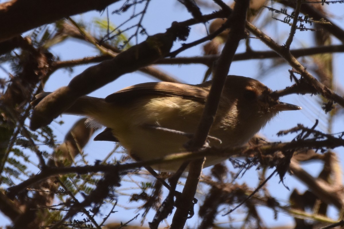 Fulvous-faced Scrub-Tyrant - Alejandro Arana