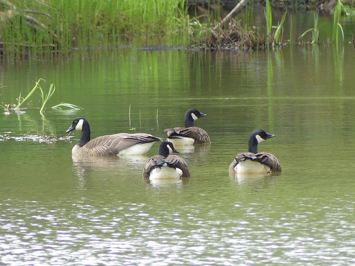 Canada Goose - Gus van Vliet