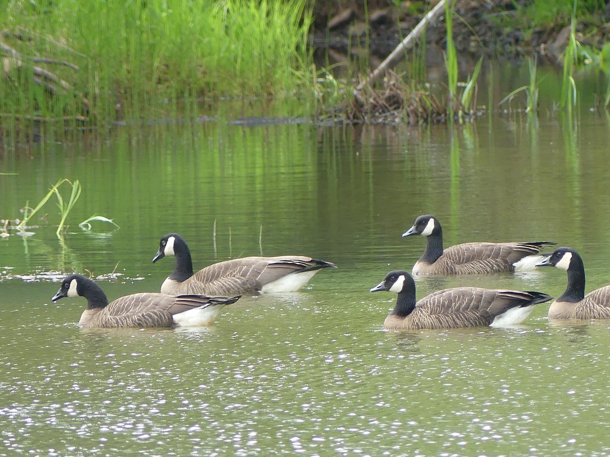 Canada Goose - Gus van Vliet