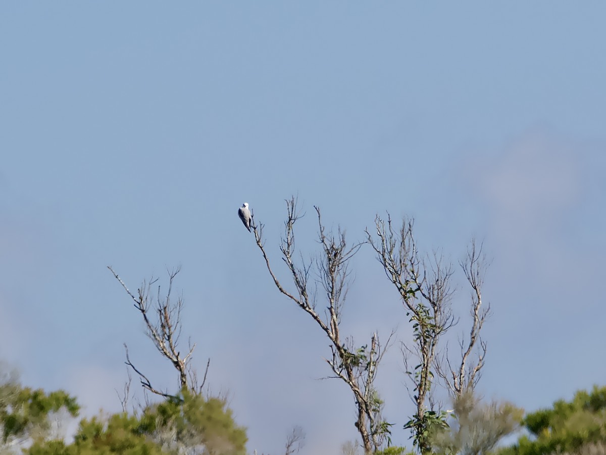 Black-shouldered Kite - Allan Johns