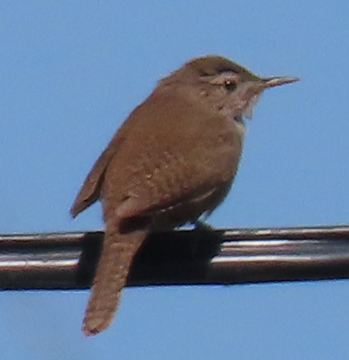 House Wren - Heidi George