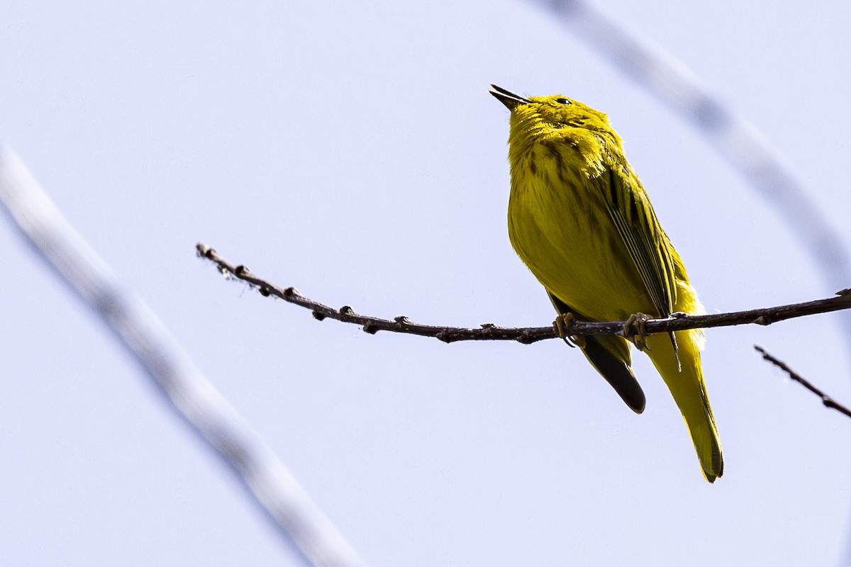 Yellow Warbler - Jef Blake