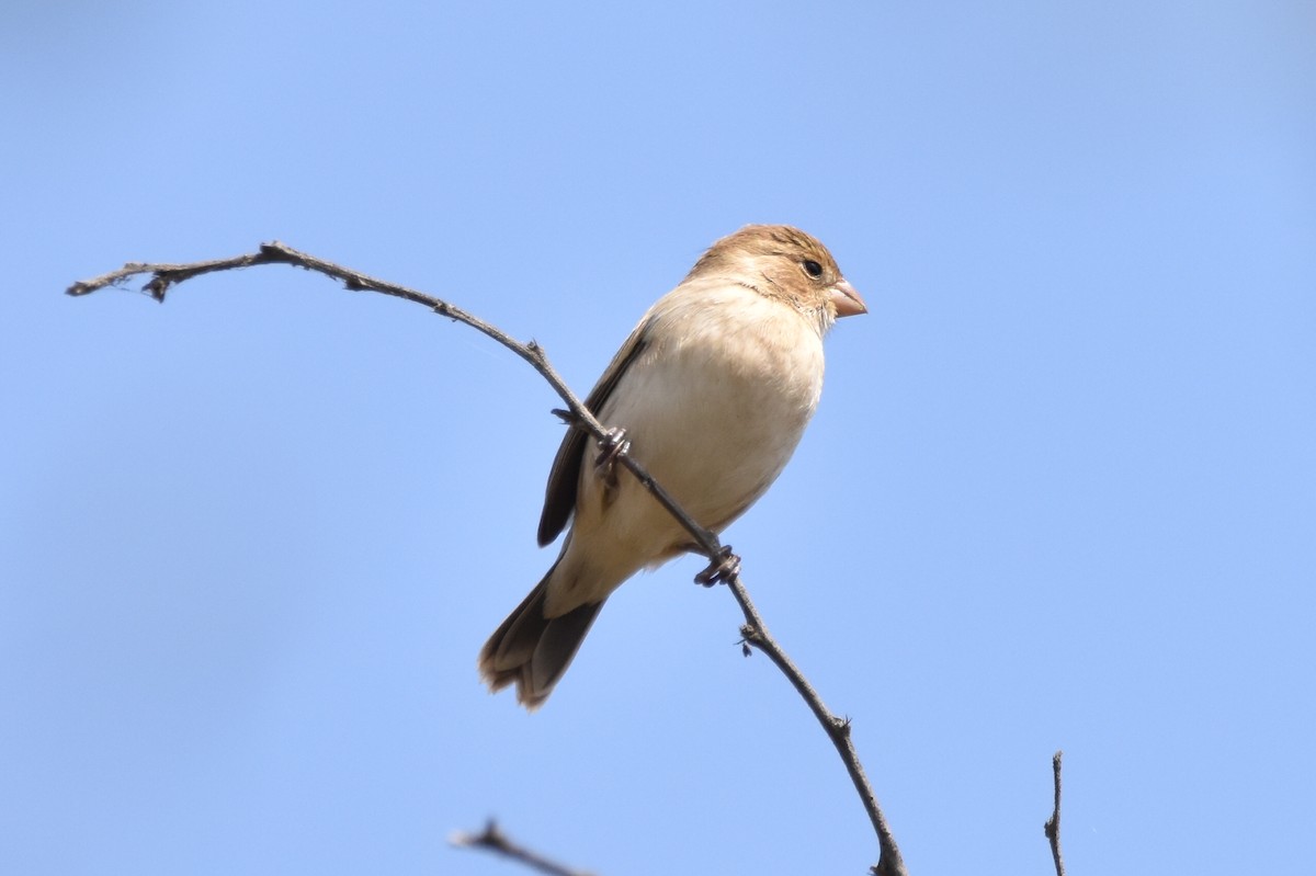 Chestnut-throated Seedeater - Alejandro Arana