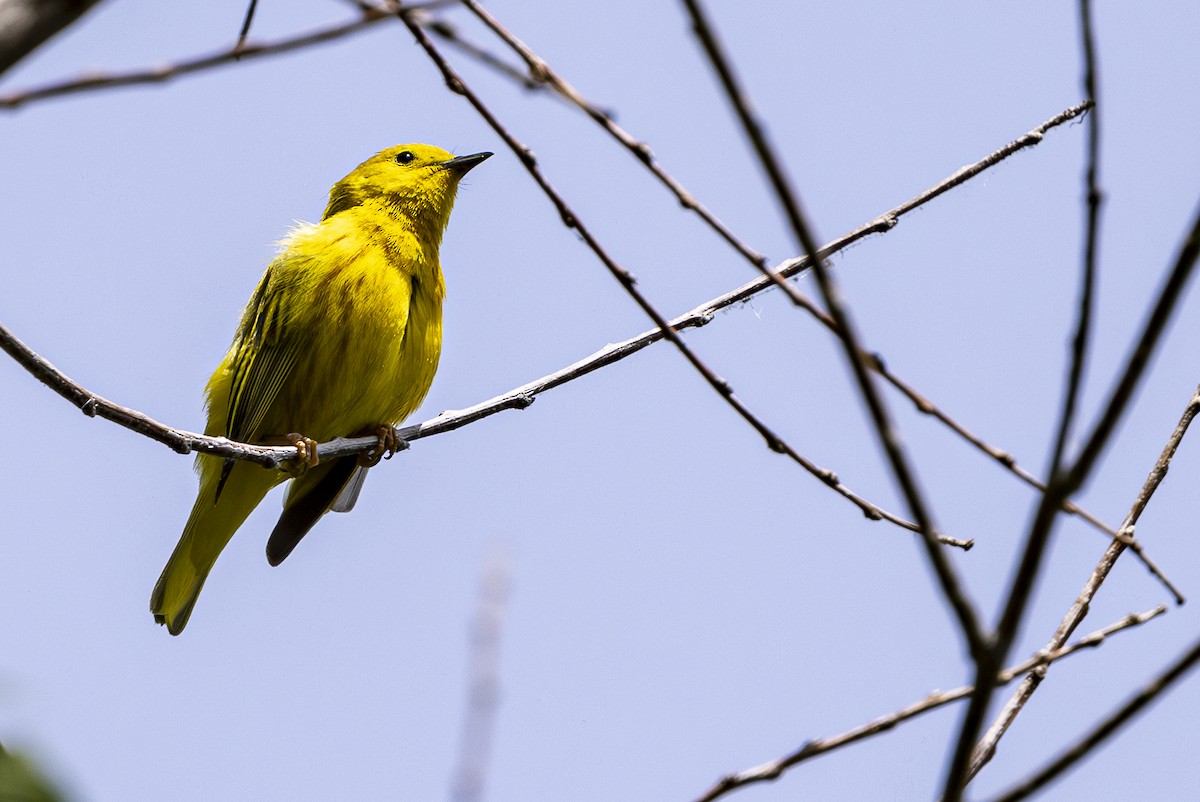 Yellow Warbler - Jef Blake