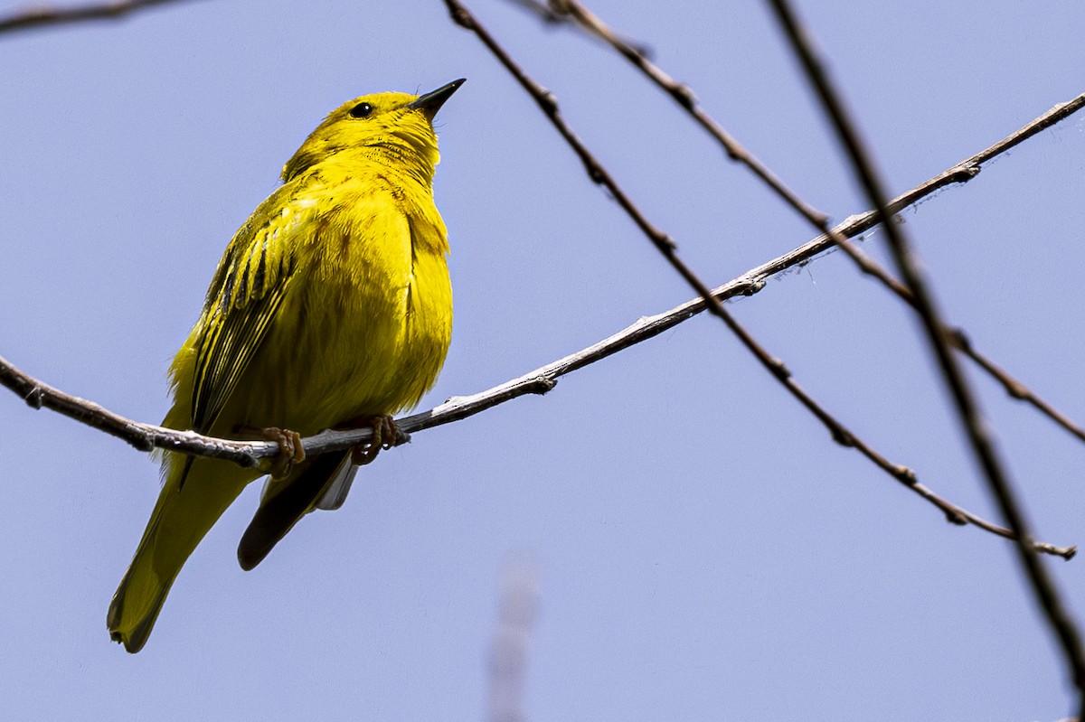 Yellow Warbler - Jef Blake