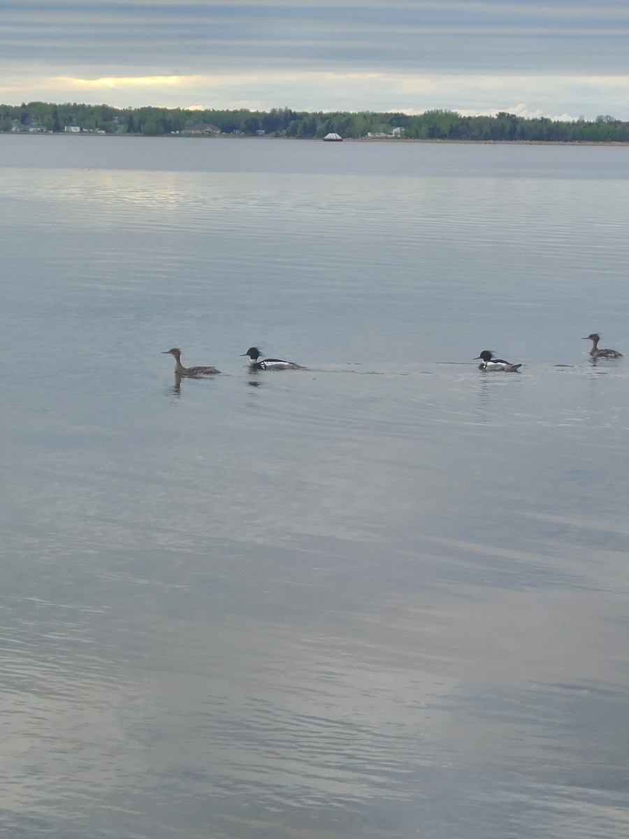 Red-breasted Merganser - Sonia Roy