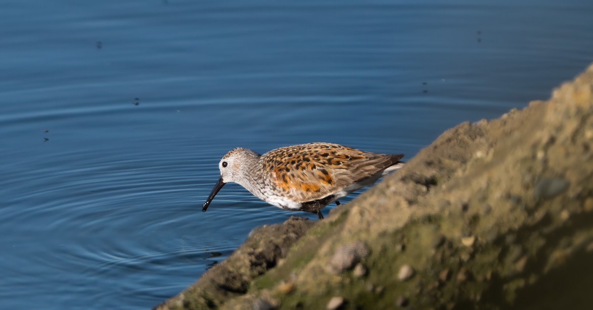 Dunlin - ML619658007