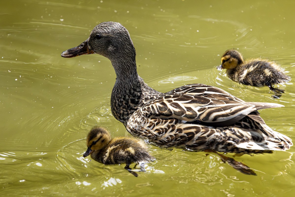 Mallard (Domestic type) - Jef Blake