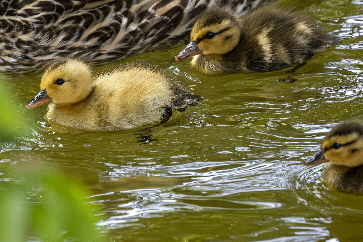 Mallard (Domestic type) - Jef Blake