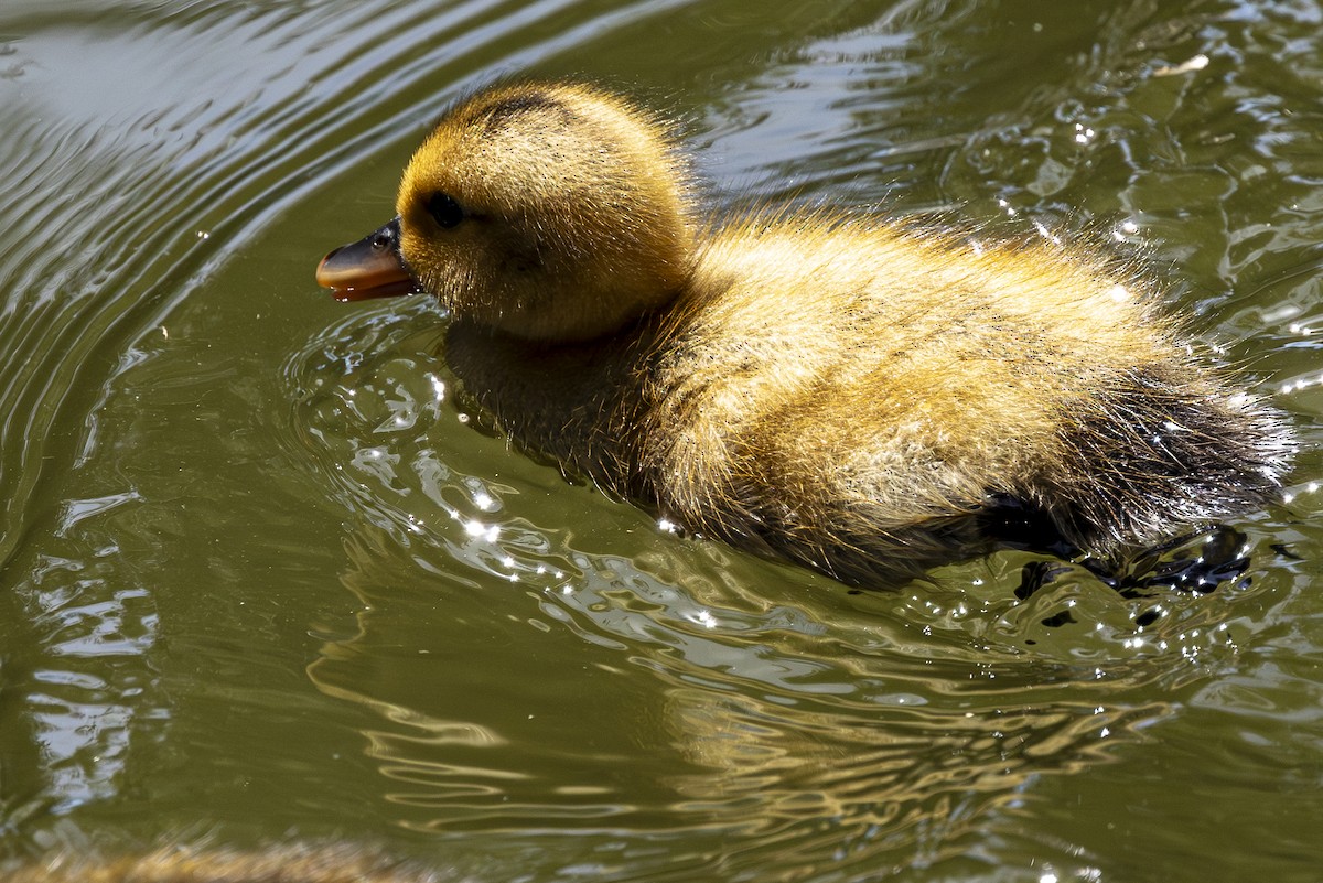 Mallard (Domestic type) - Jef Blake