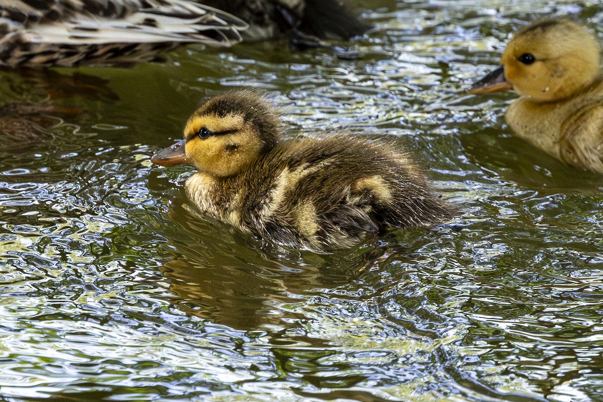 Mallard (Domestic type) - Jef Blake