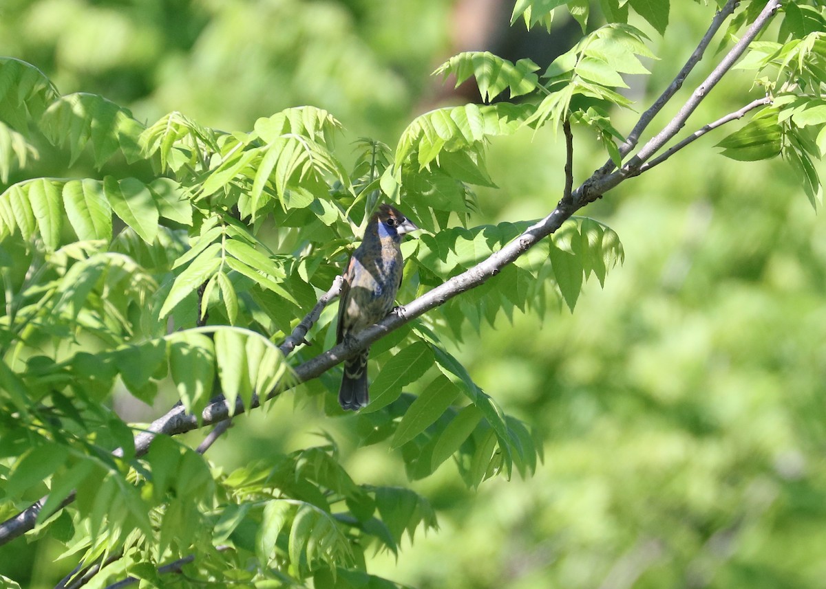 Blue Grosbeak - ML619658018