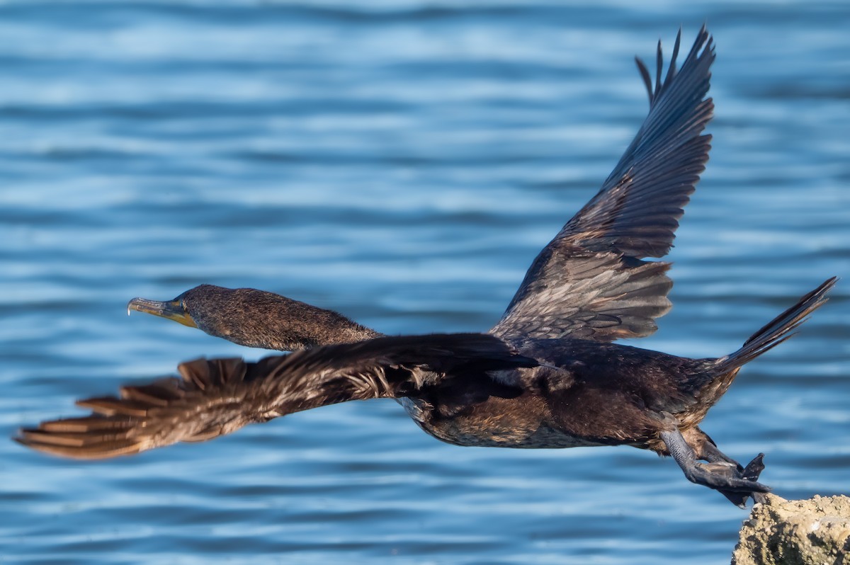 Double-crested Cormorant - Harvey Fielder