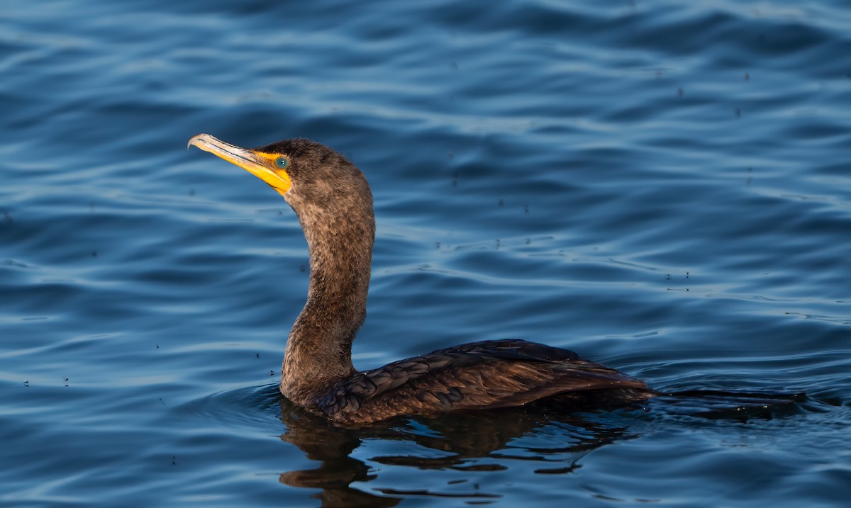 Double-crested Cormorant - Harvey Fielder