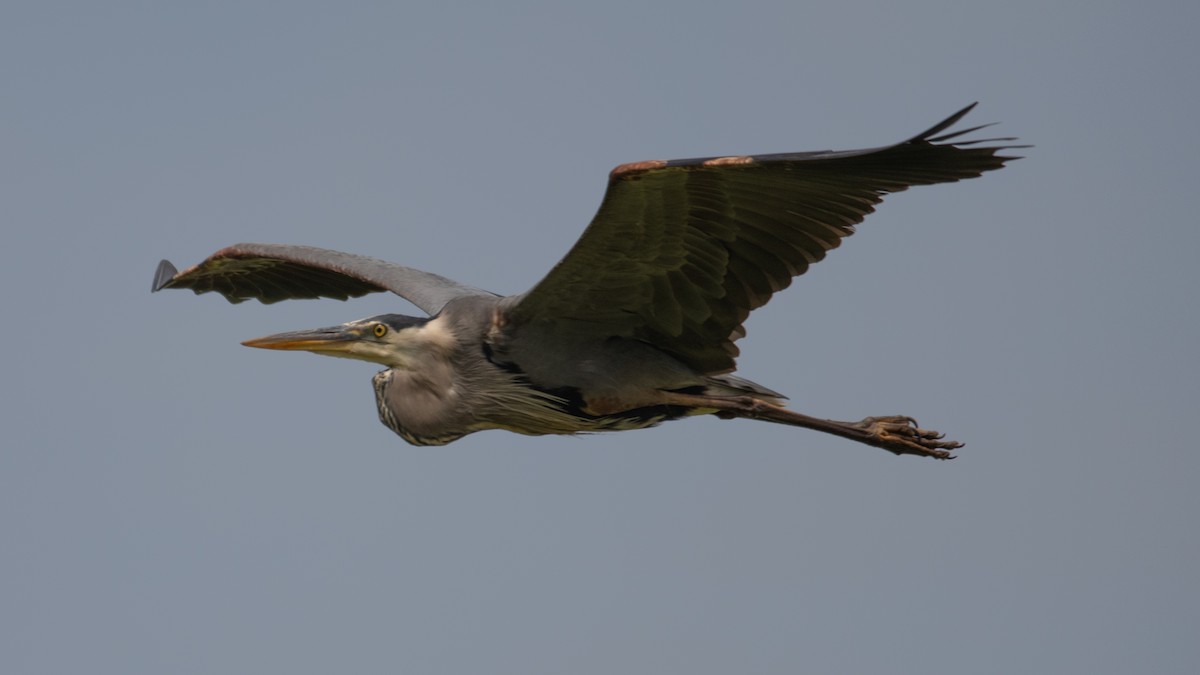 Great Blue Heron - Rob Cochran