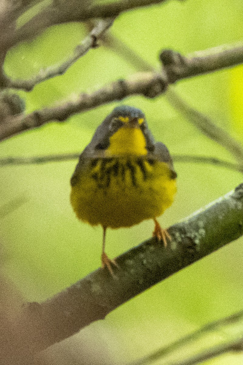 Canada Warbler - Amy Kohlhepp