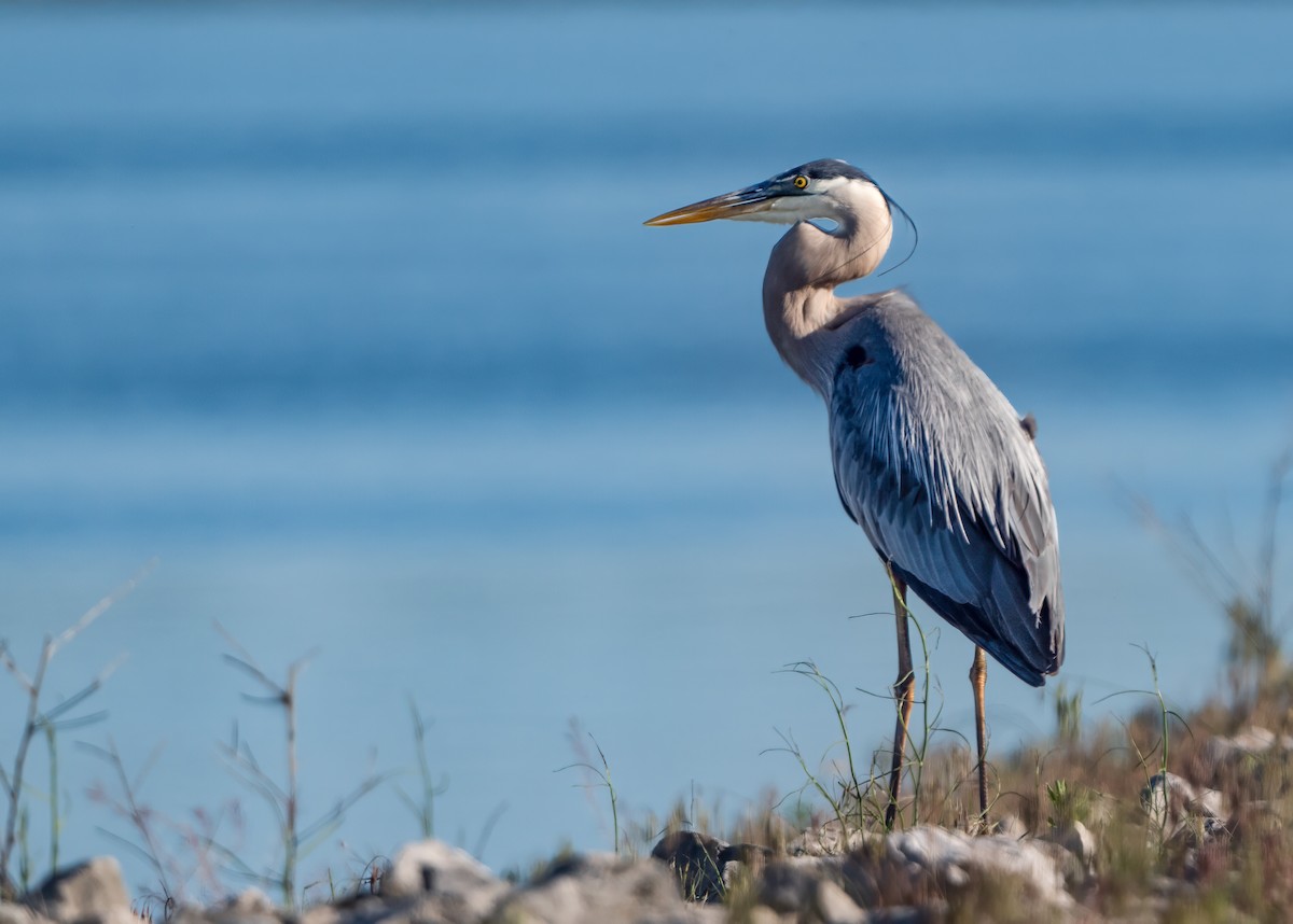 Great Blue Heron - Harvey Fielder