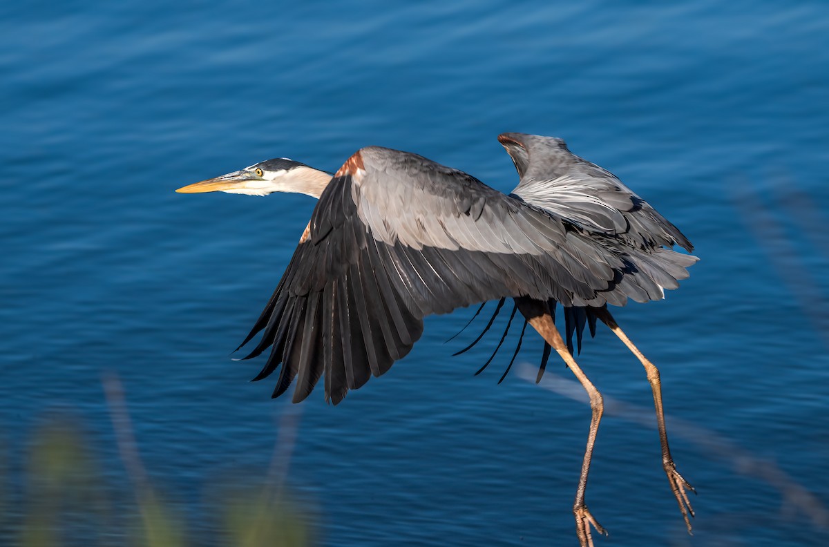 Great Blue Heron - Harvey Fielder