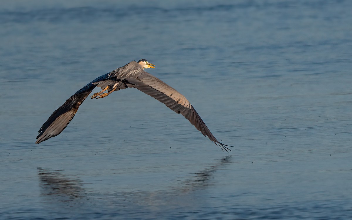 Great Blue Heron - Harvey Fielder