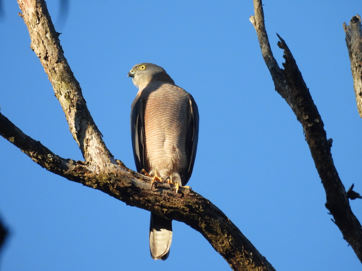 Collared Sparrowhawk - Michael Wu