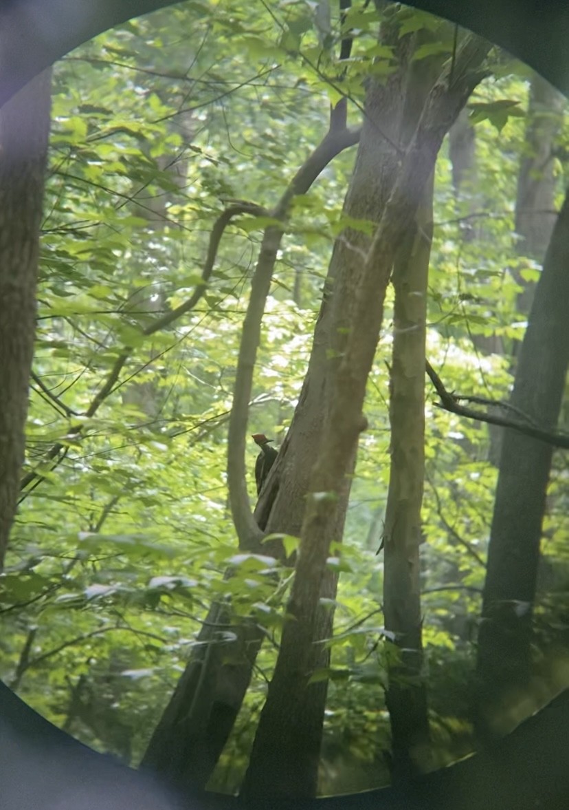 Pileated Woodpecker - Kate Gruber