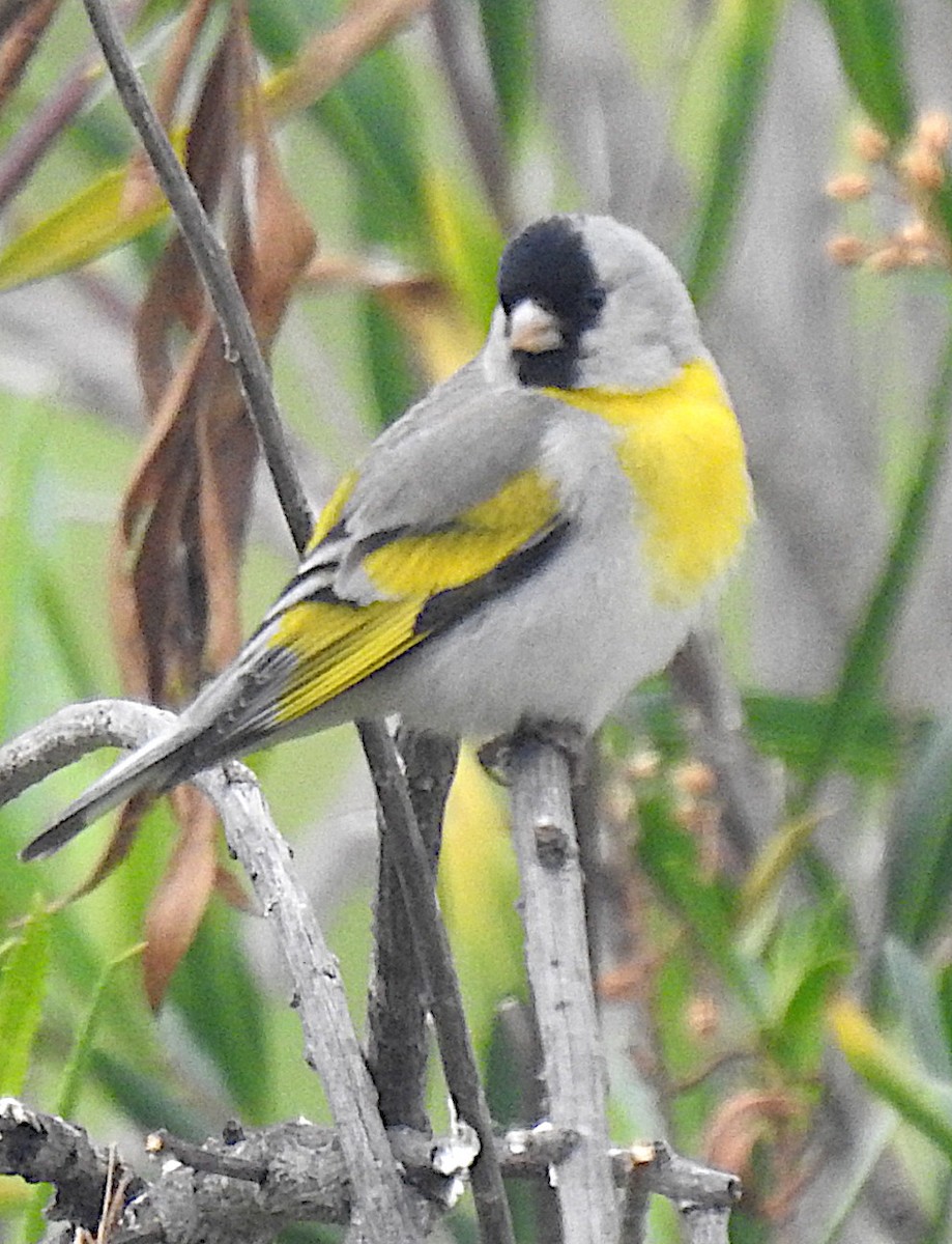 Lawrence's Goldfinch - Mark Hunter