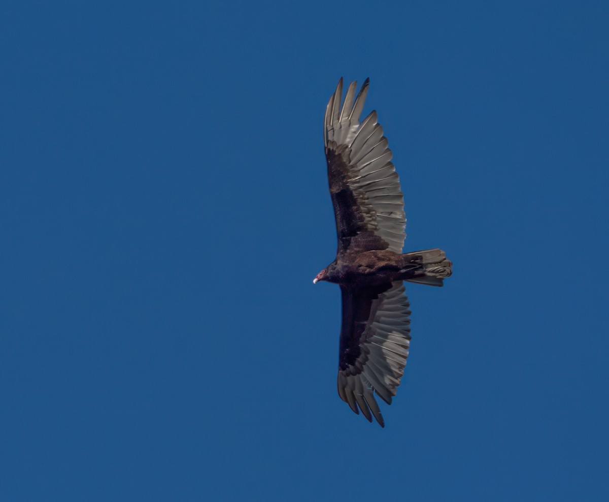 Turkey Vulture - Harvey Fielder