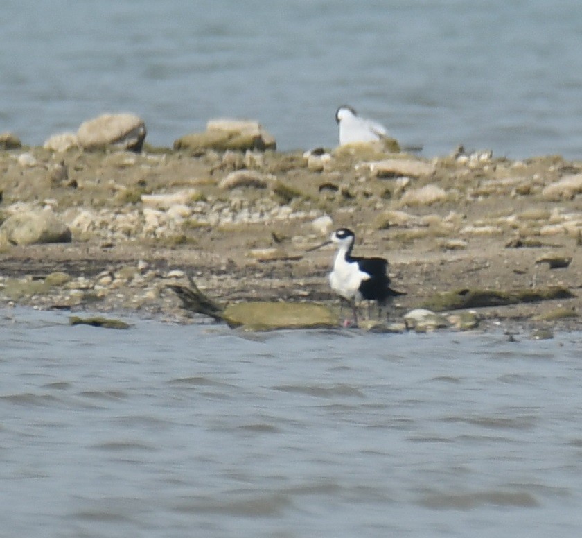 Black-necked Stilt - Leonardo Guzmán (Kingfisher Birdwatching Nuevo León)