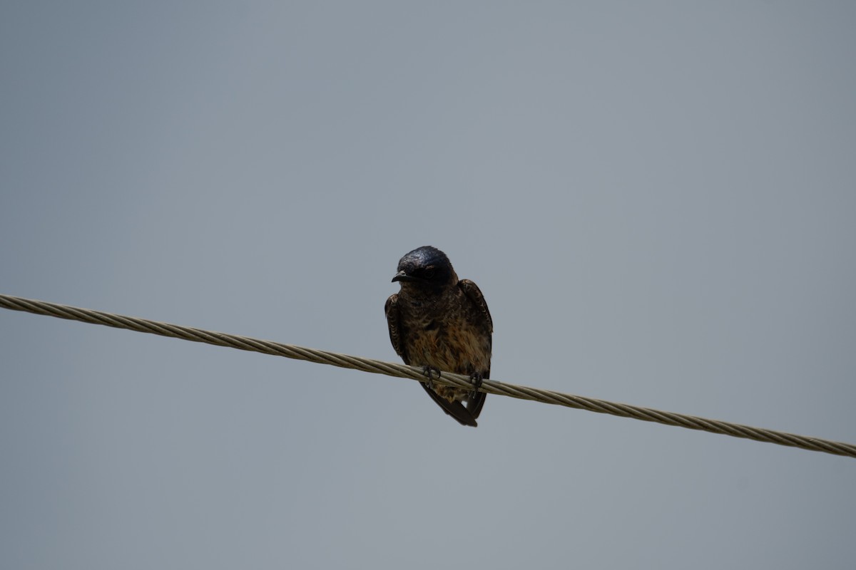 Purple Martin - Rob Cochran