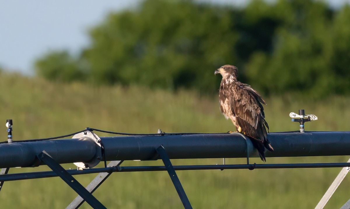 Bald Eagle - Harvey Fielder