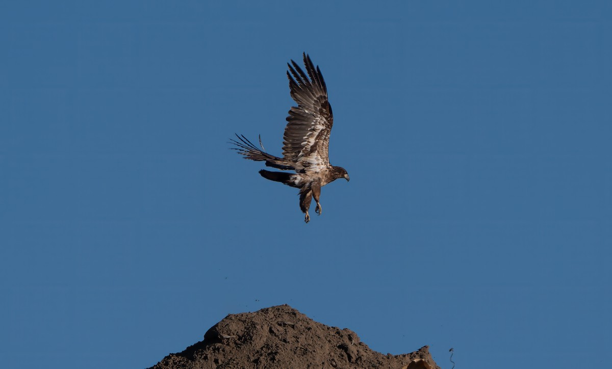 Bald Eagle - Harvey Fielder