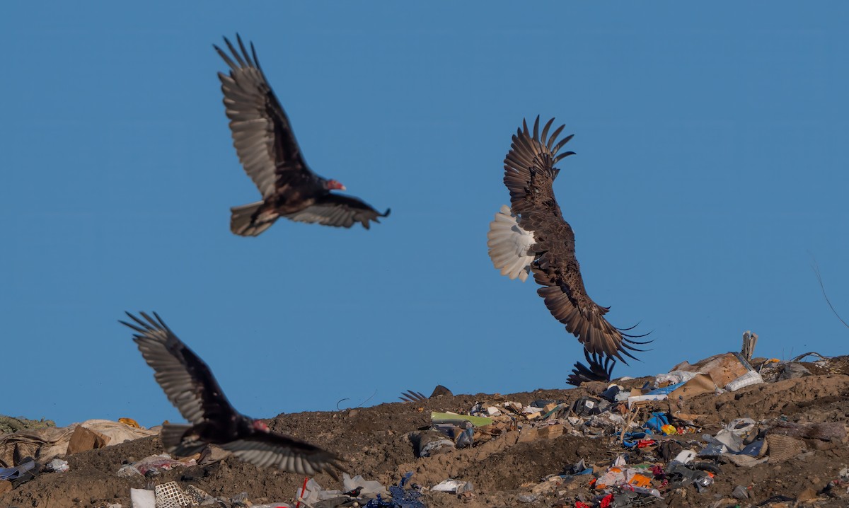 Bald Eagle - Harvey Fielder