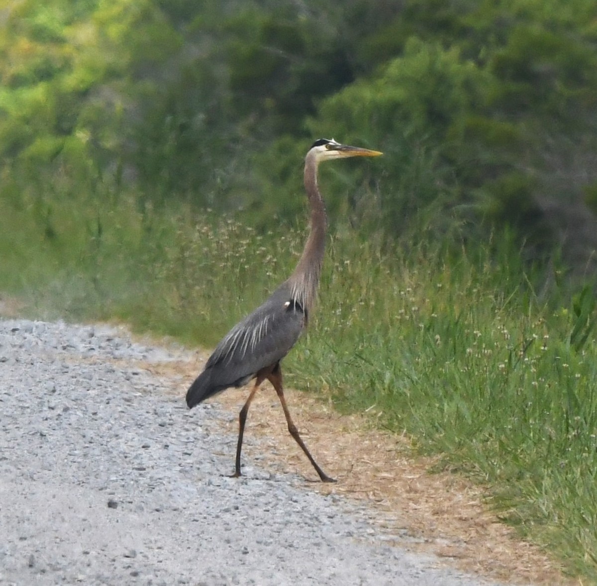 Great Blue Heron - ML619658056