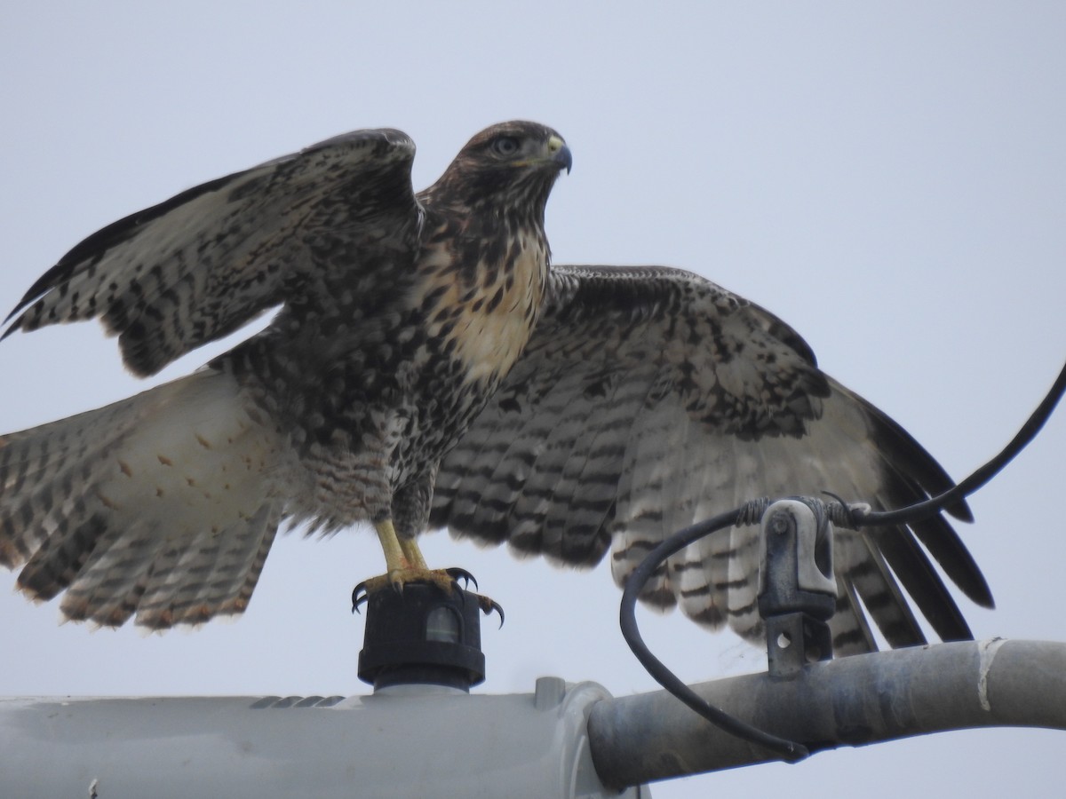 Red-tailed Hawk - ML619658060