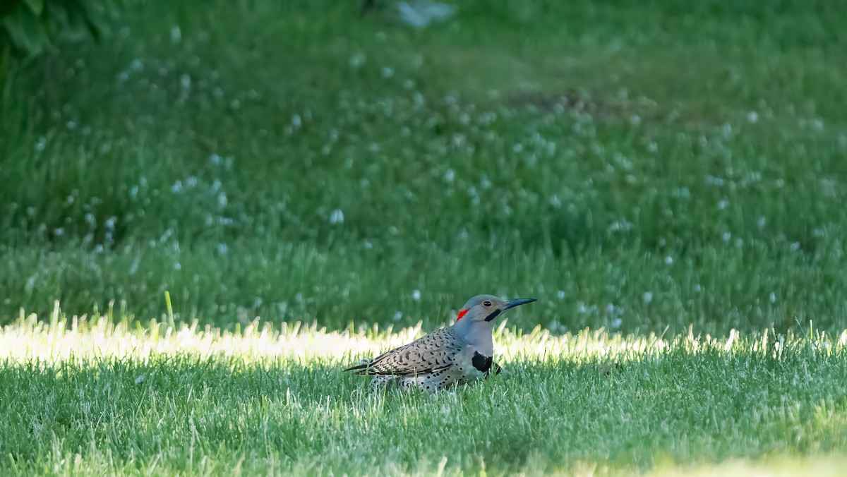 Northern Flicker - Harvey Fielder