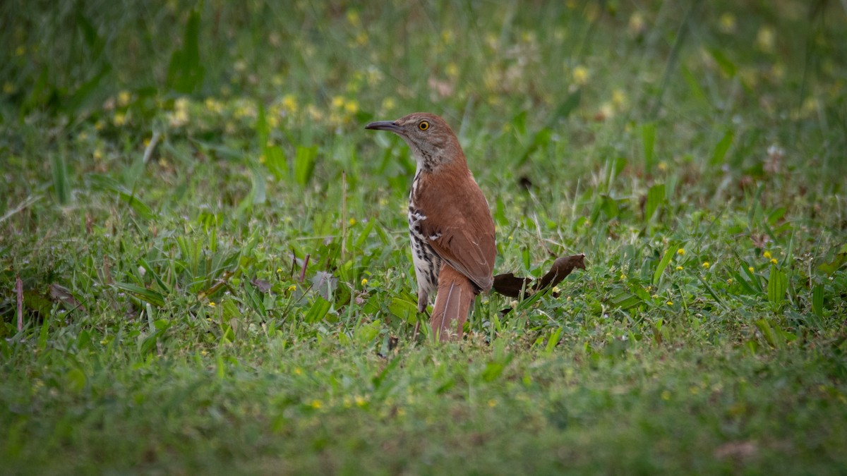 Brown Thrasher - Rob Cochran