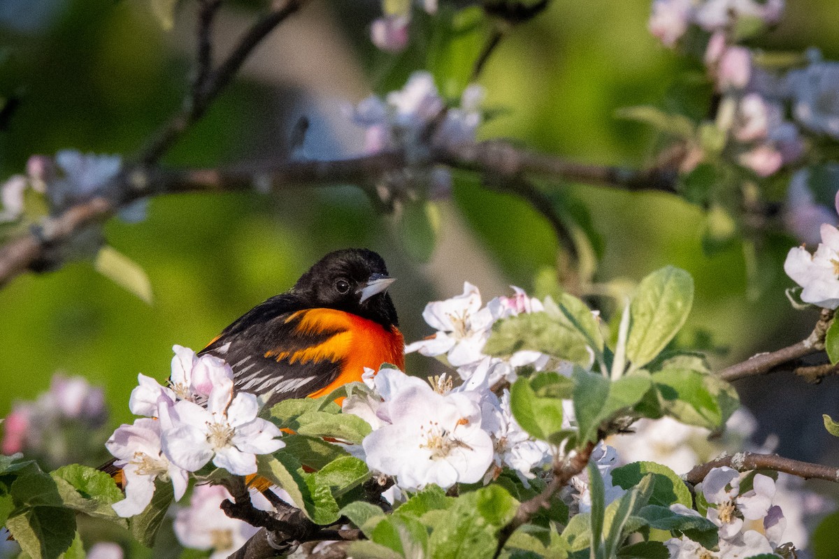 Baltimore Oriole - Amy Kohlhepp