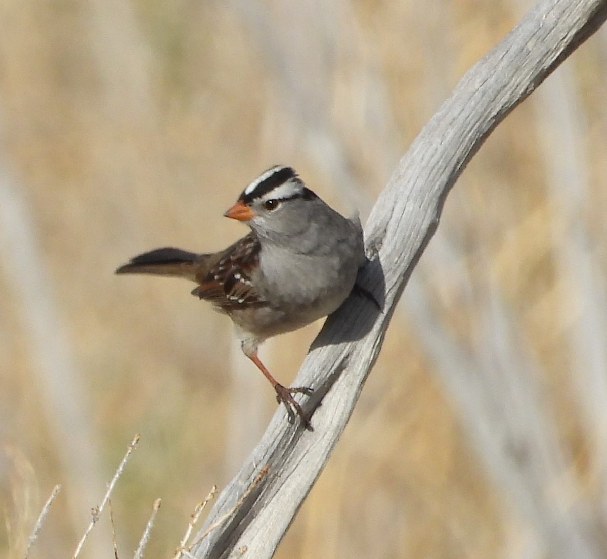 White-crowned Sparrow - ML619658068