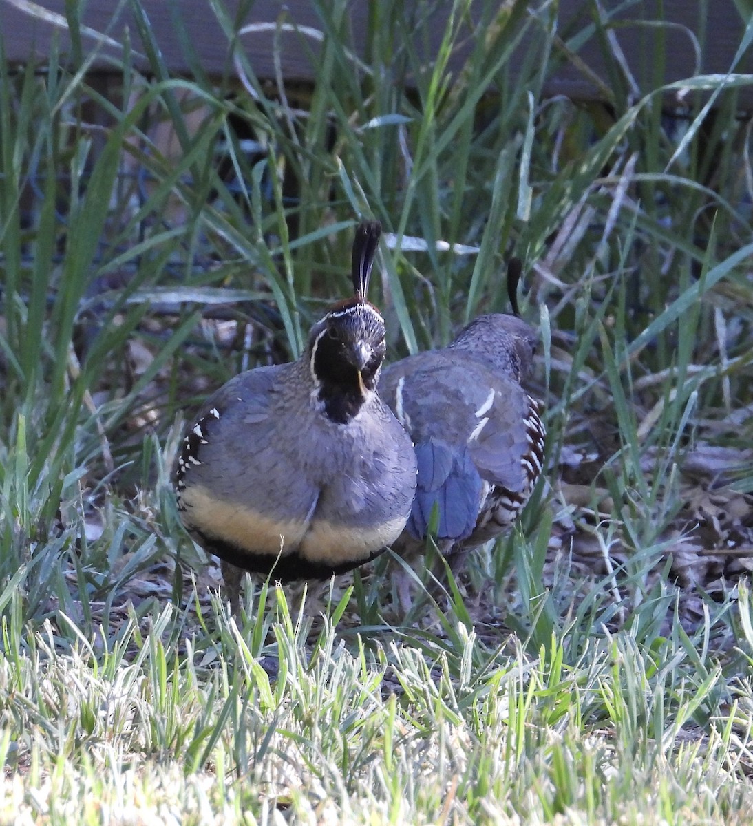 Gambel's Quail - Roee Astor