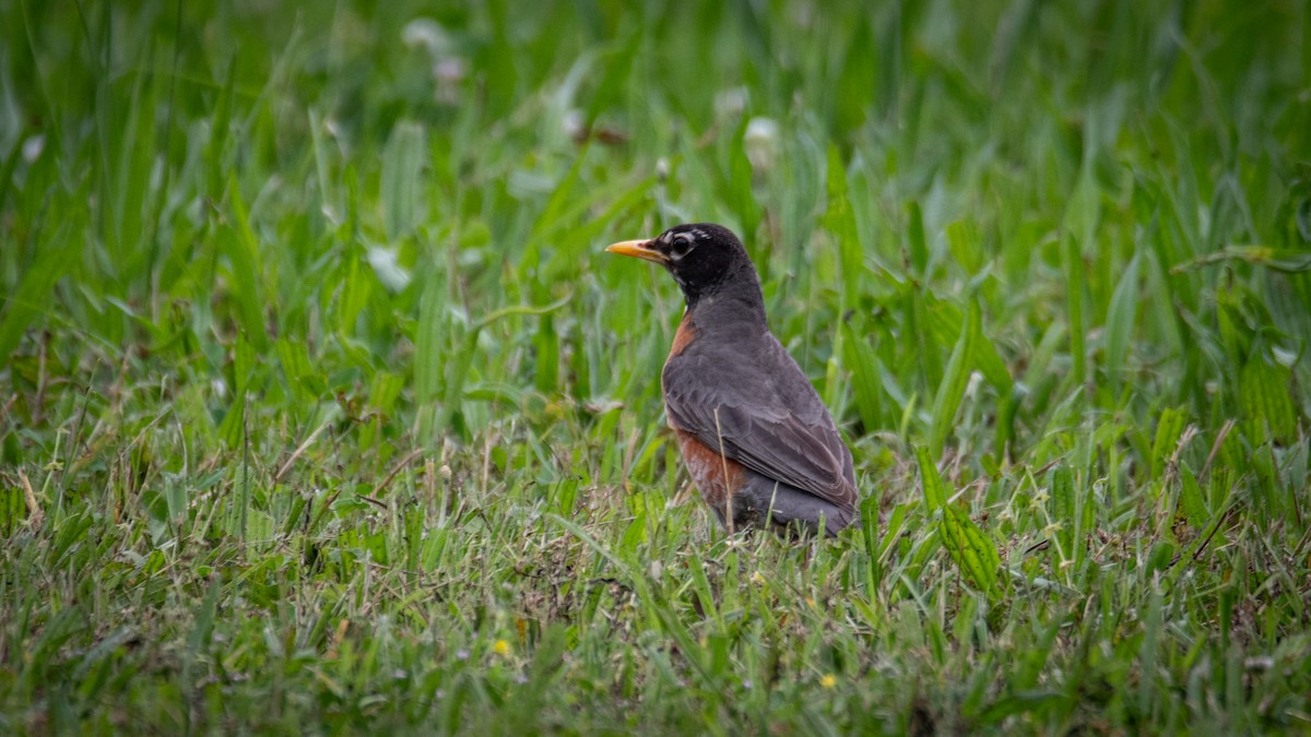 American Robin - Rob Cochran