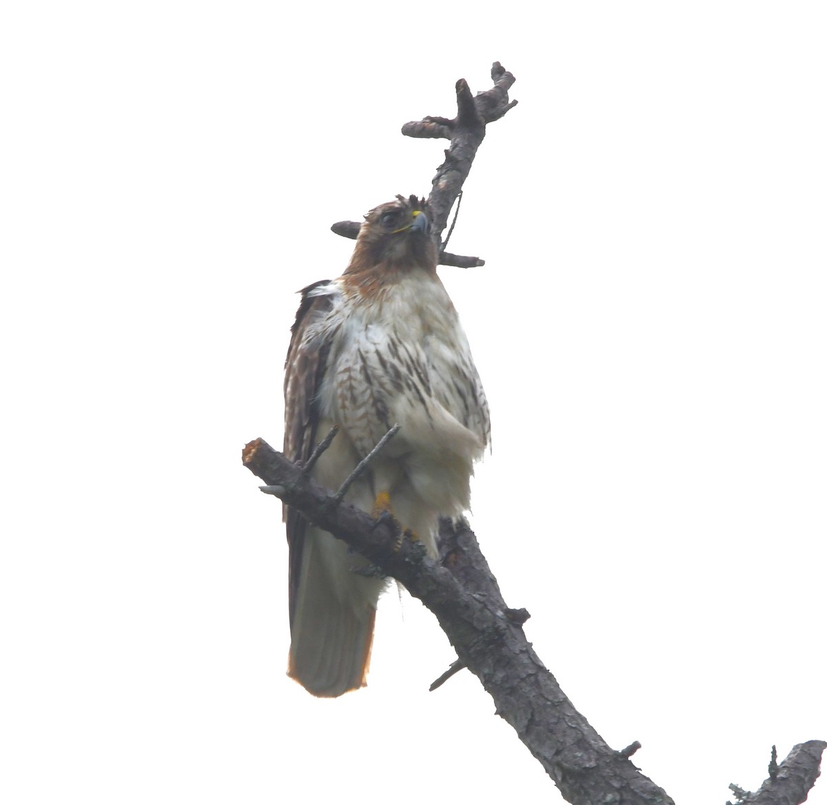 Red-tailed Hawk - ML619658084