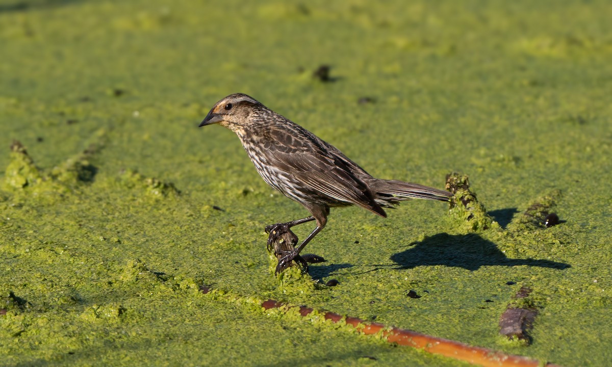 Red-winged Blackbird - Harvey Fielder