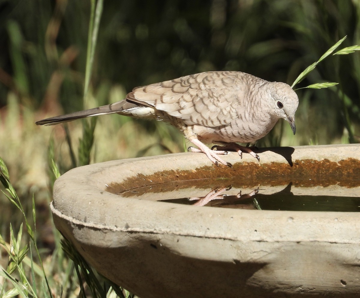 Inca Dove - ML619658102