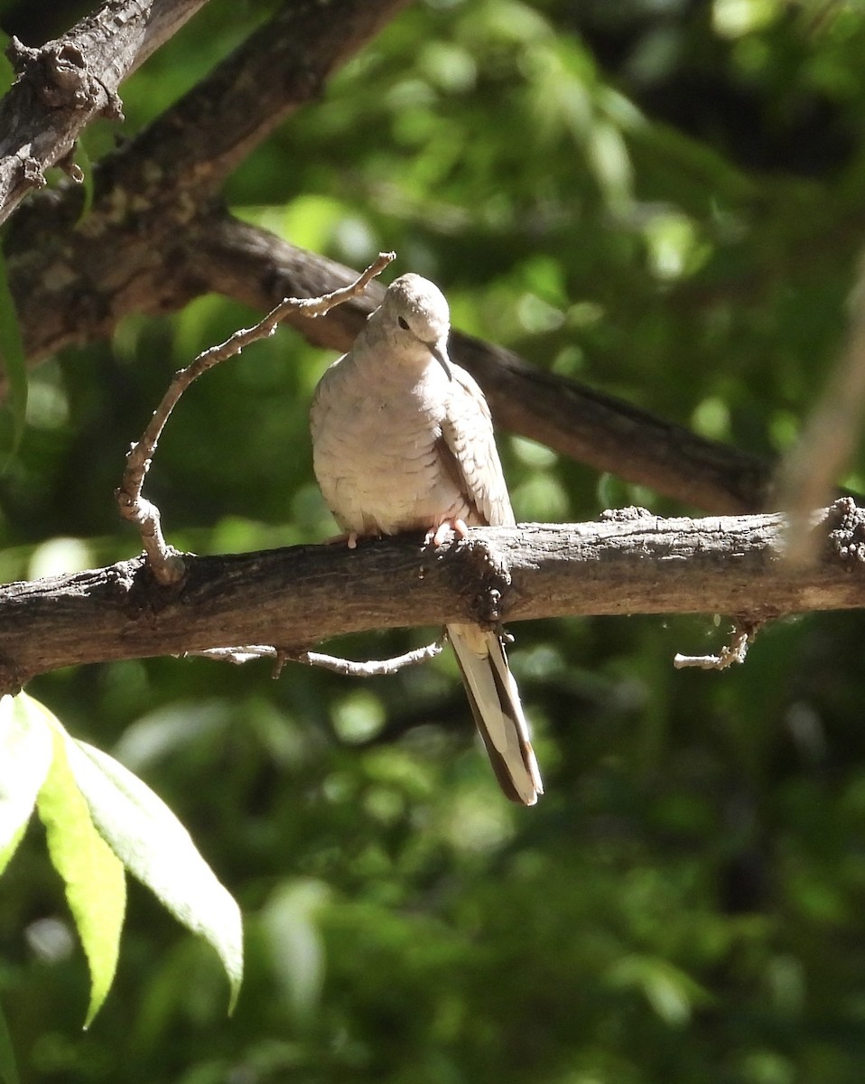 Inca Dove - ML619658103