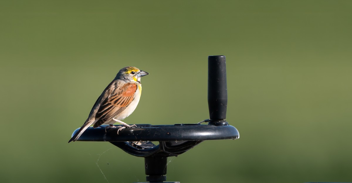 Dickcissel - Harvey Fielder