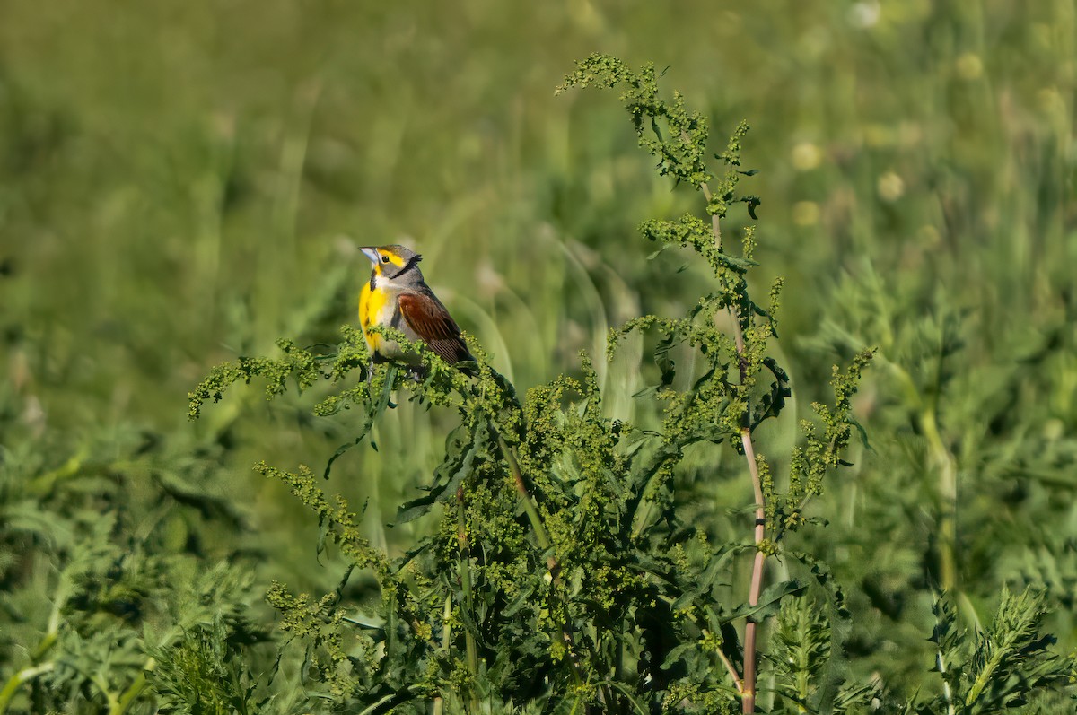 Dickcissel - Harvey Fielder