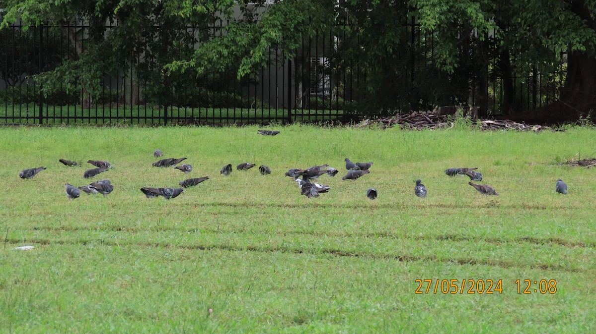 Rock Pigeon (Feral Pigeon) - ML619658115