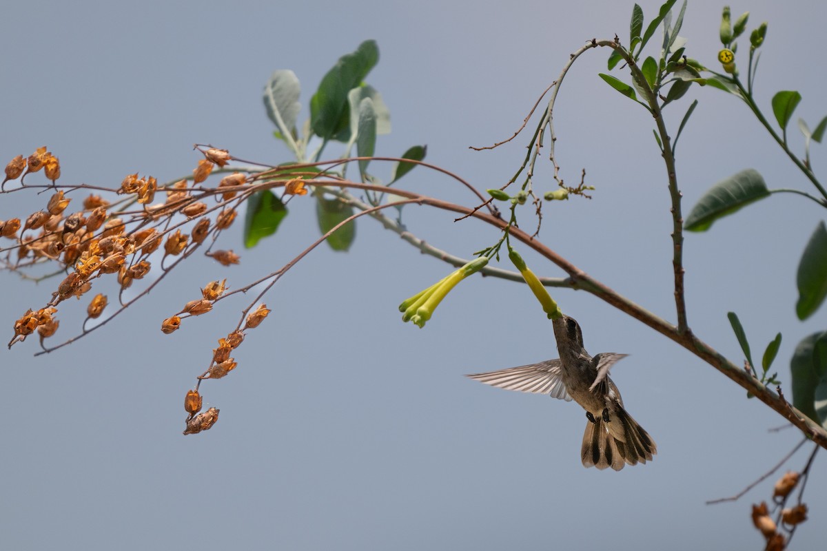 kolibřík temnobřichý - ML619658120